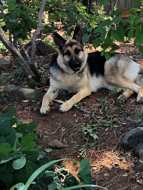 shep cooling mat reviews