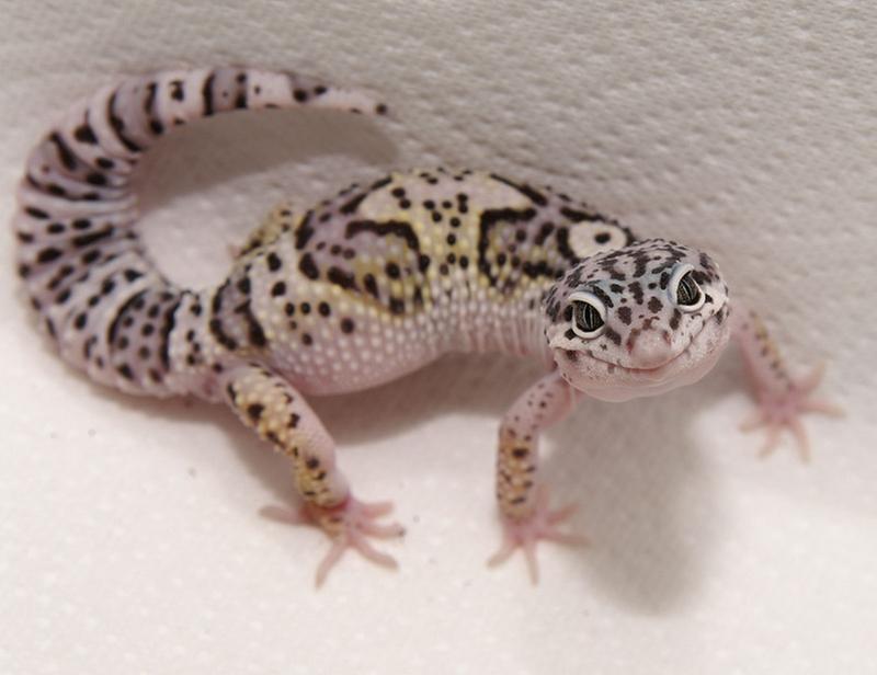 fancy leopard gecko petsmart