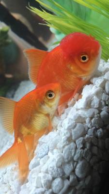 Oranda Goldfish