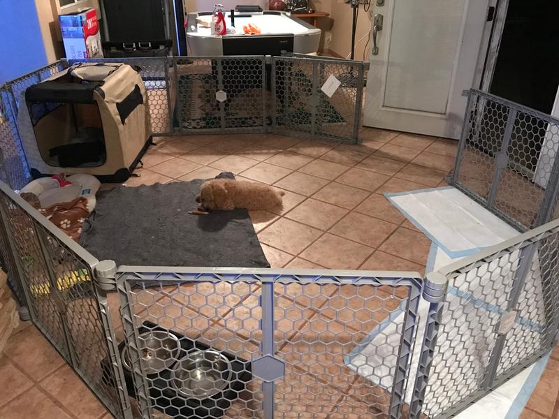 carlson 2 in 1 pet gate