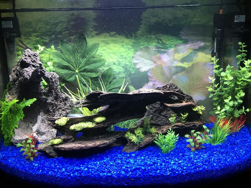 36 gallon bow front aquarium petsmart hotsell