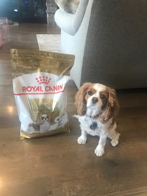 royal canin puppy cavalier king charles