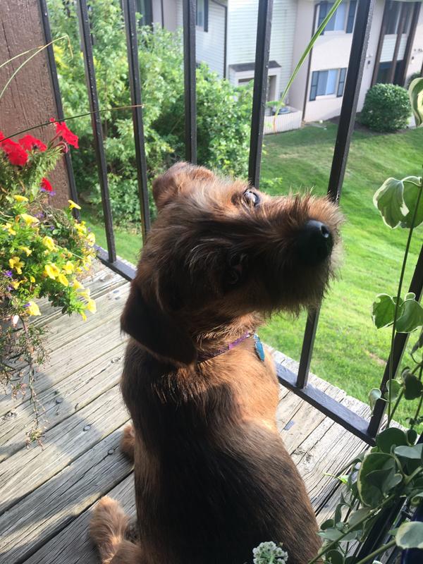 petsmart hookworm medicine