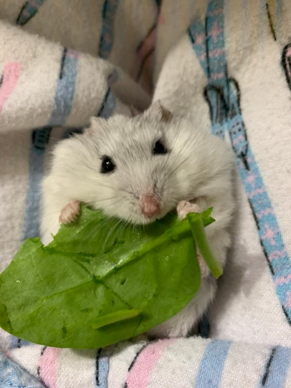 petsmart hamsters prices