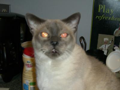 petsmart walnut litter