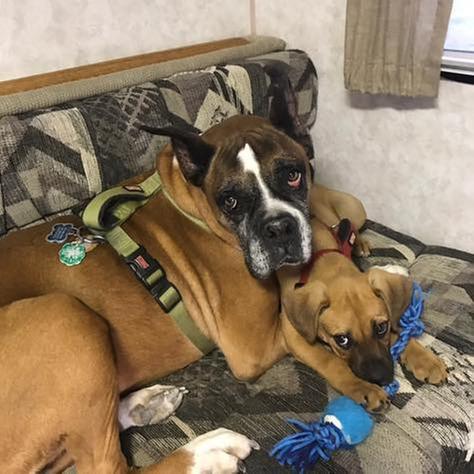 kong reflective pocket dog harness