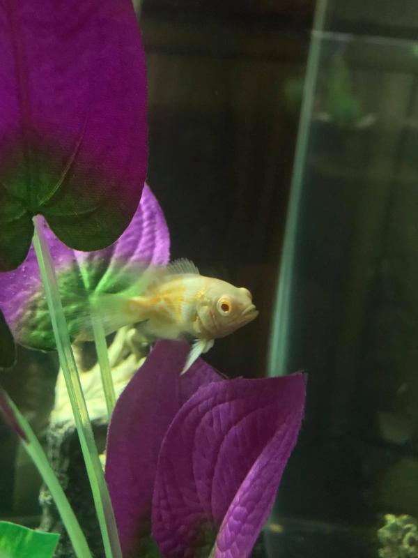 oscar fish price petsmart