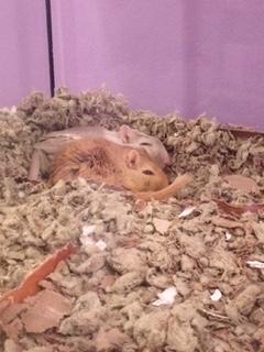 gerbil adoption near me