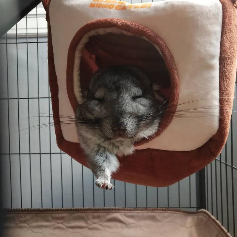 Female Chinchilla For Sale Live Small Pets Petsmart