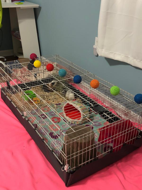 all living things guinea pig chateau