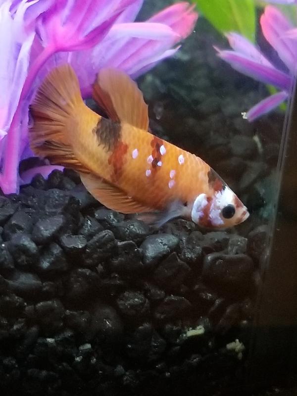 betta fish for sale near me