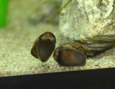 Freshwater snails petsmart deals