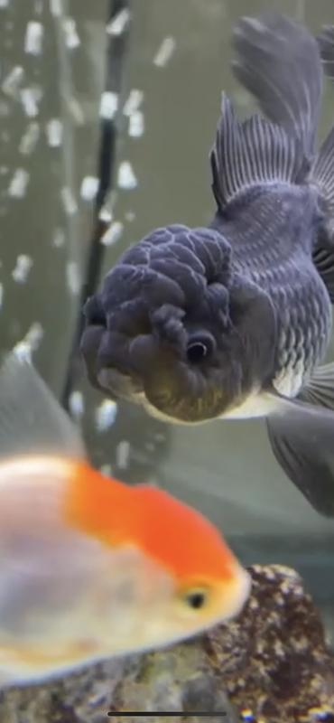 Oranda Goldfish