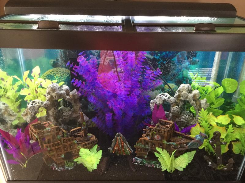 petsmart 65 gallon tank