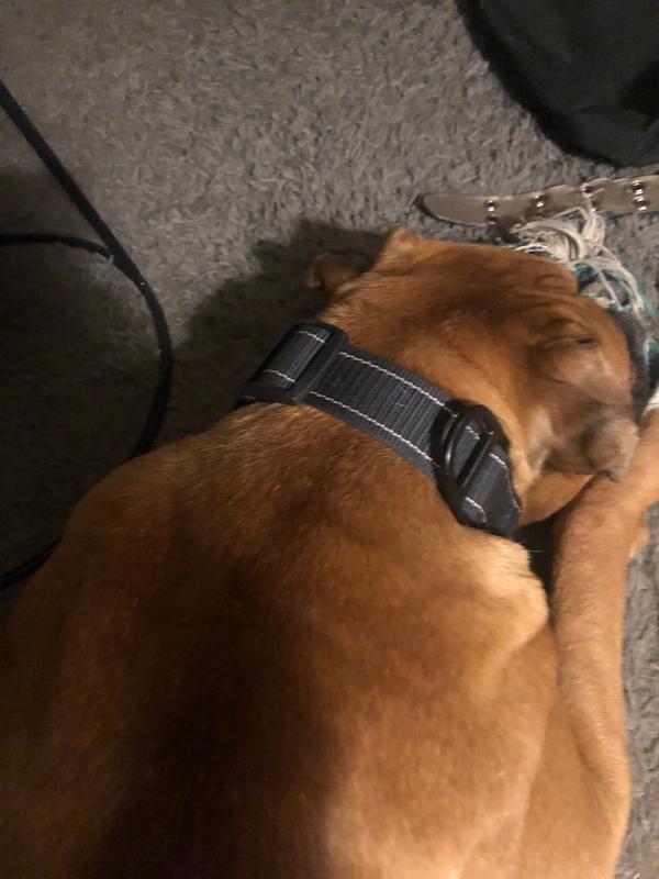 kong leash warranty petsmart