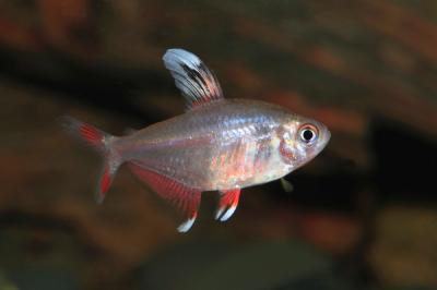 White Finned Rosy Tetra Fish Goldfish Betta More Petsmart