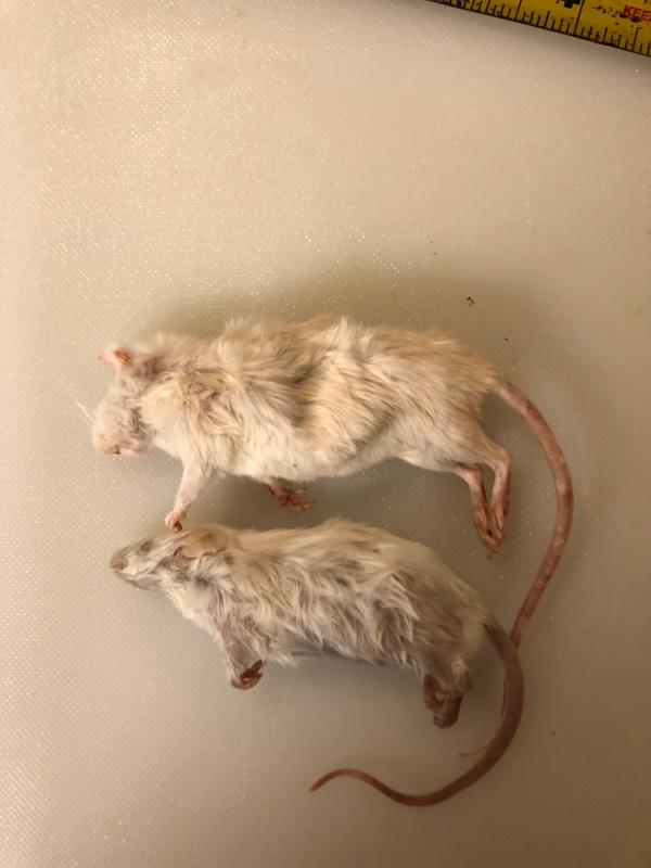 frozen rat pups petsmart