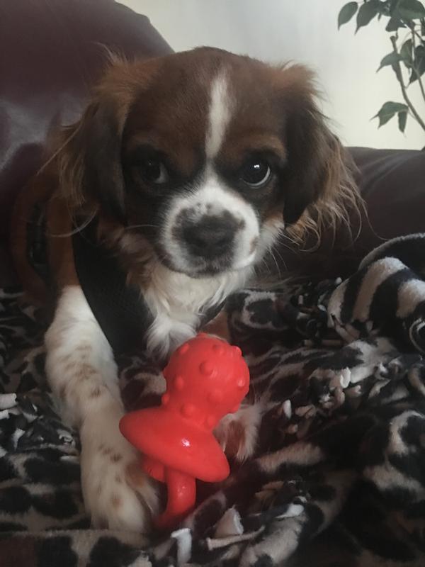 petsmart frontline for dogs