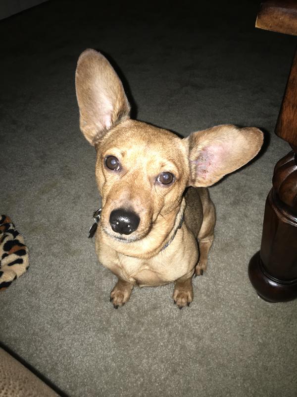 burt's bees relieving ear dog rinse