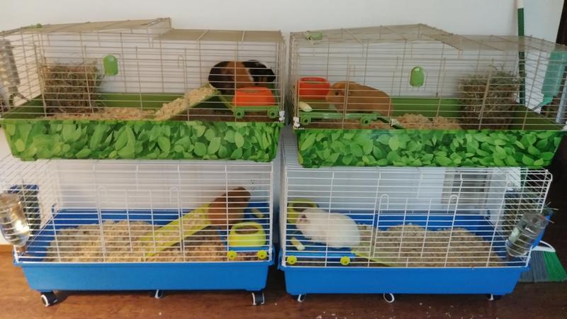 all living things guinea pig treehouse
