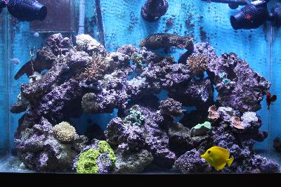 petsmart uv sterilizer