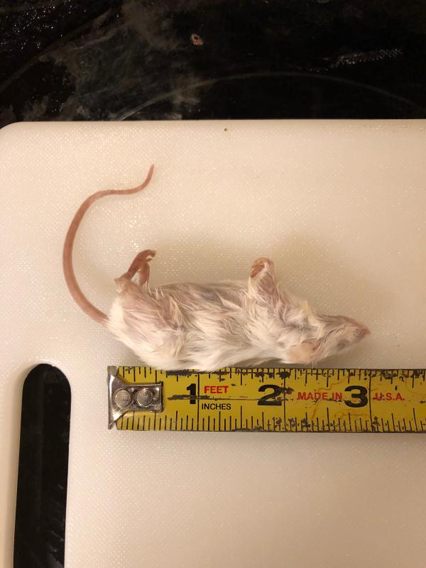 frozen rat pups petsmart