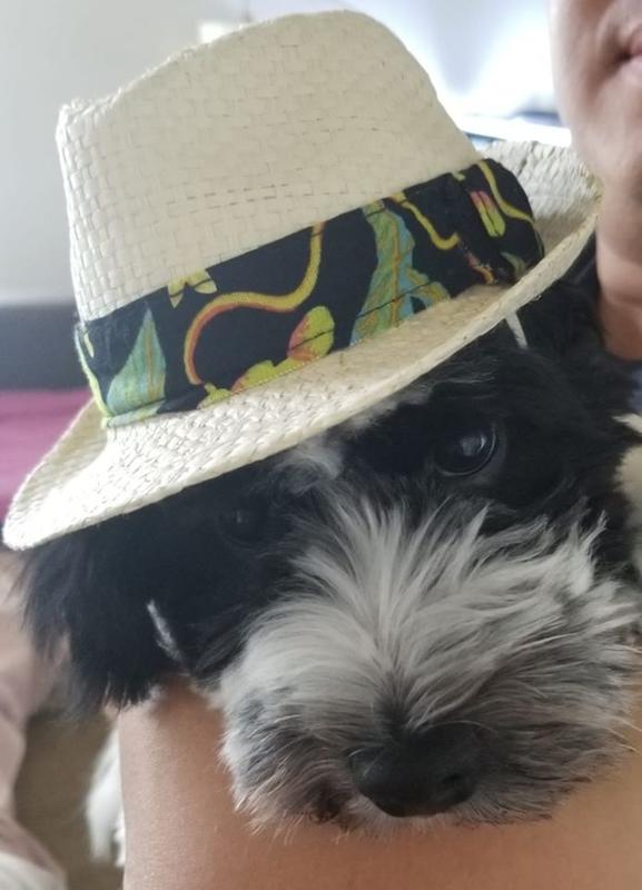 dog in fedora