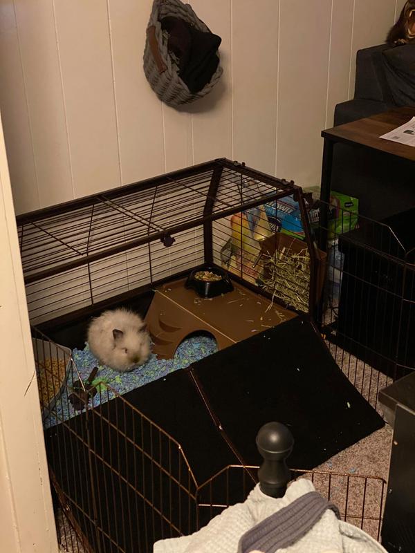 all living things guinea pig home with playpen