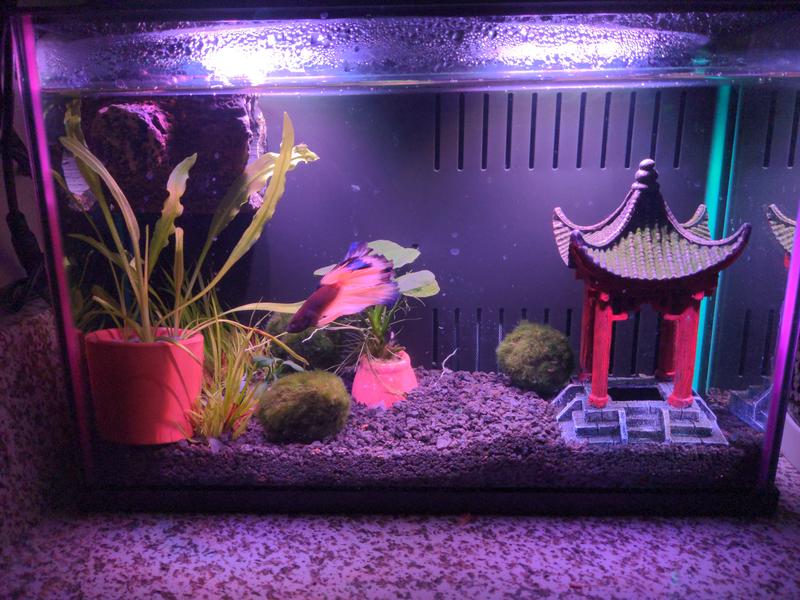 5 gallon glofish shops tank petsmart