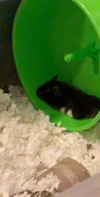 cat exercise wheel petsmart