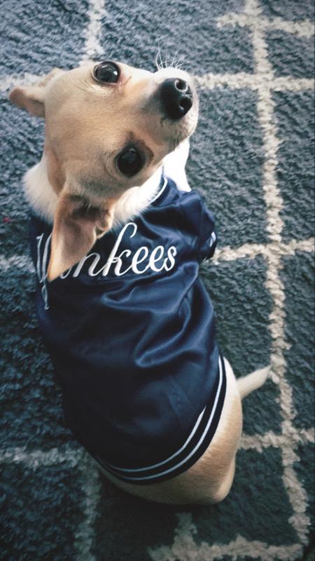 yankees dog clothes