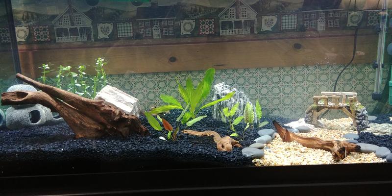 75 gallon tank petsmart