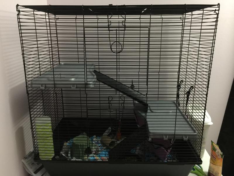 rat starter cage