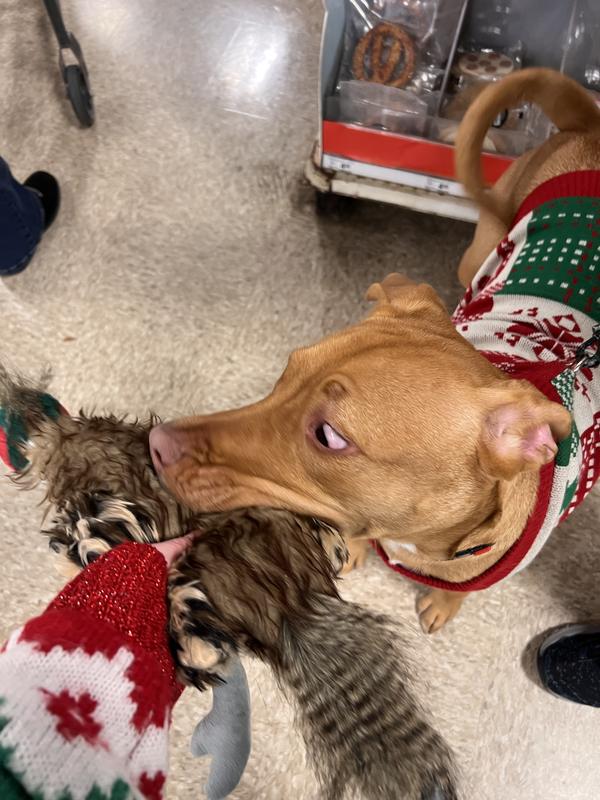 Joyhound® Crazy Comfy Realistic Pheasant Dog Toy - Plush, Squeaker