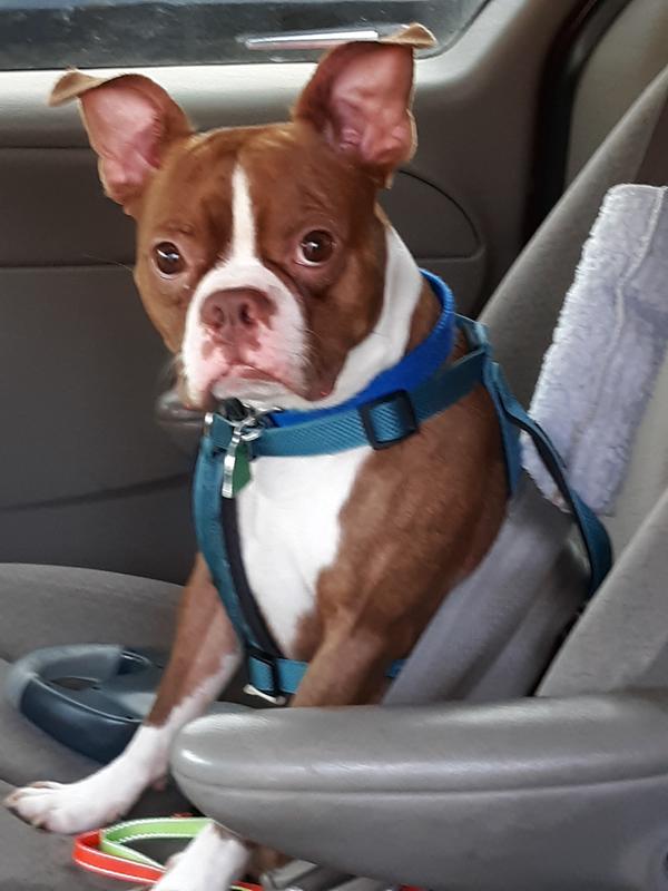Reflective No Pull Choke Free Pet Harness For Small Medium Dogs Breathable Padded Harness Vest Sale Price Reviews Gearbest