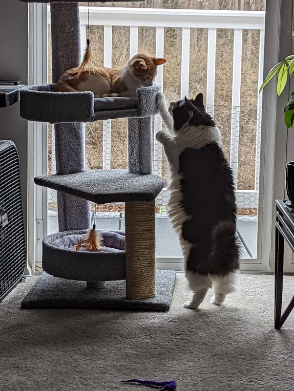 Feliway multicat petsmart hot sale