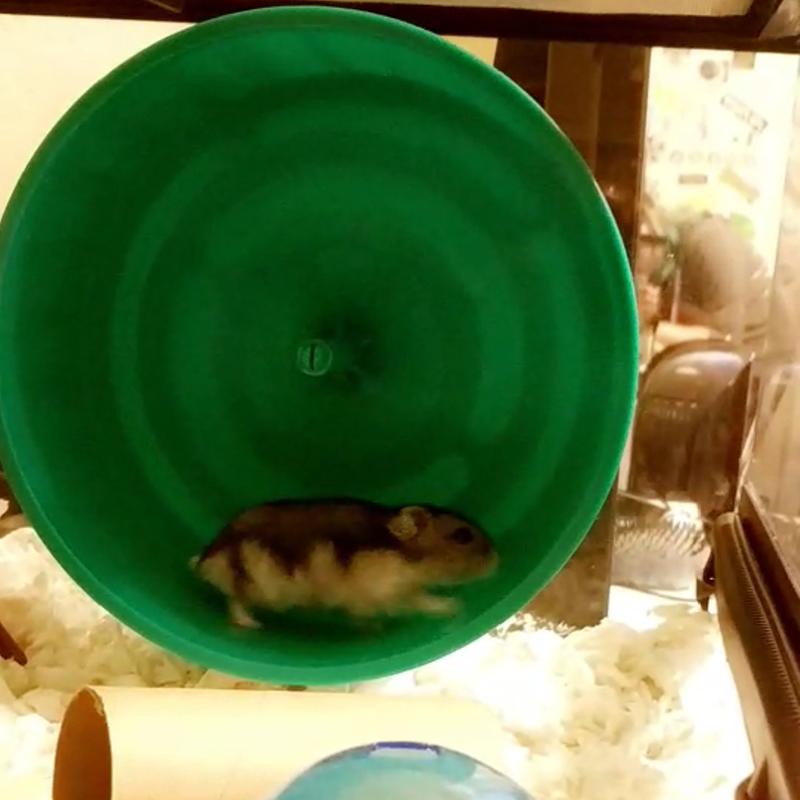 all living things 8.5 inch heat lamp