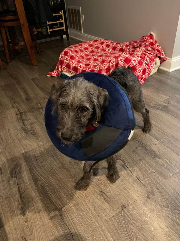 blow up dog cone petsmart