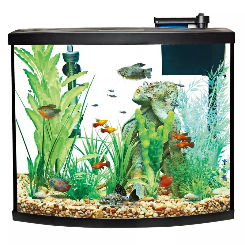 Angelfish Tank Starter Kit: Ultimate Guide for Beginners