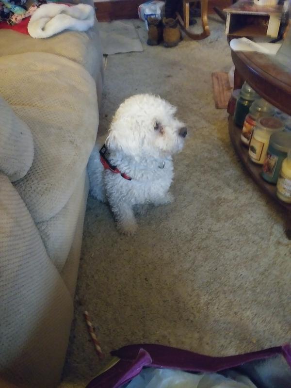 nutro soft dog treats