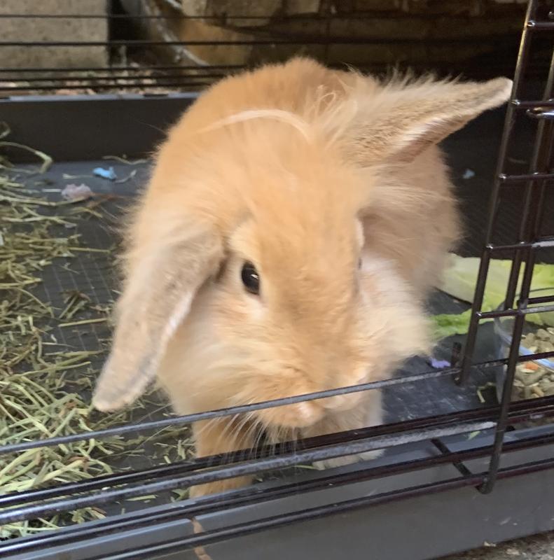 Higgins sunburst rabbit food best sale