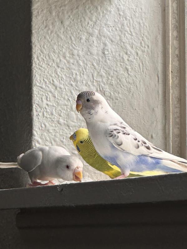 Petsmart budgies best sale