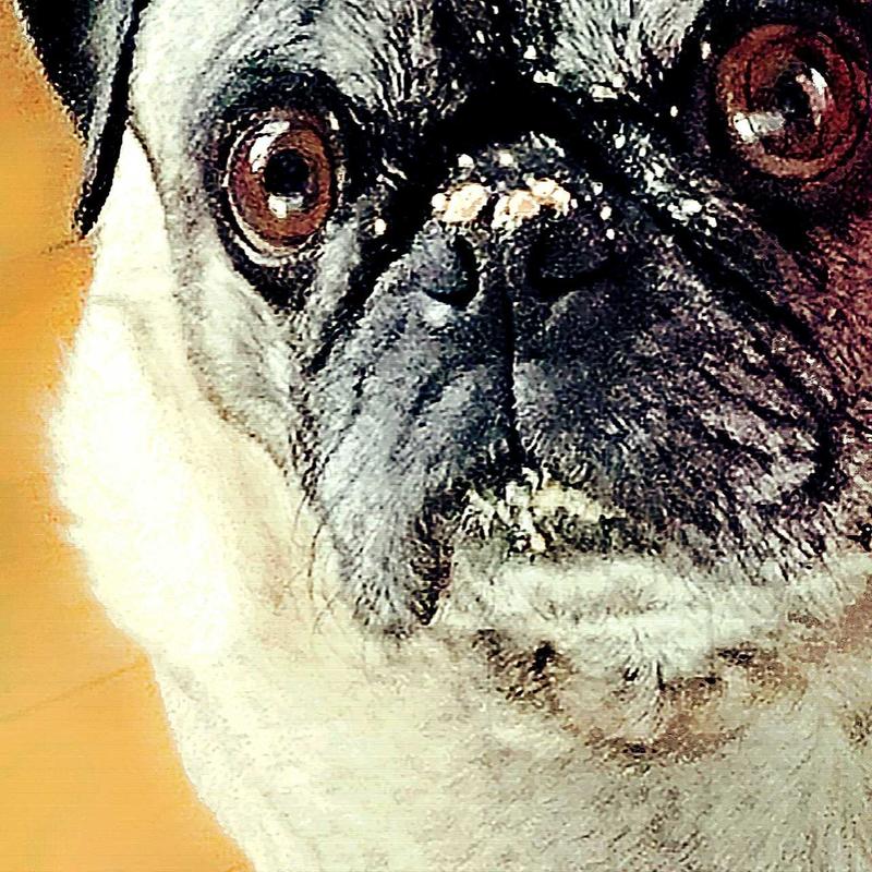 picky no more dog food