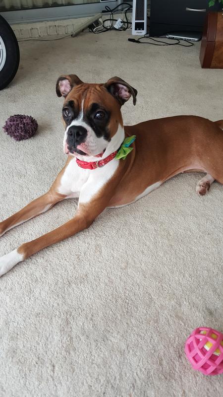 advantix for dogs petsmart