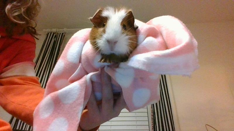 Female Guinea Pig For Sale Live Small Pets Petsmart