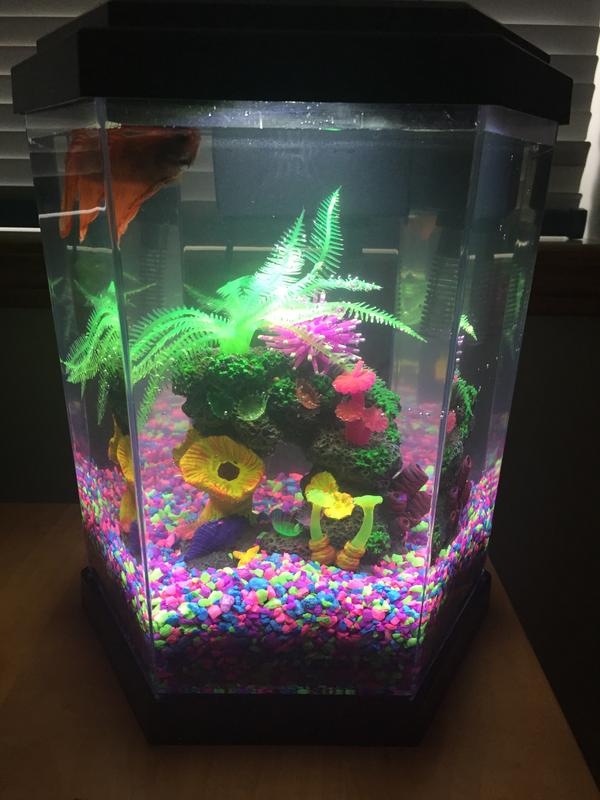 Hexagon fish tank petsmart best sale