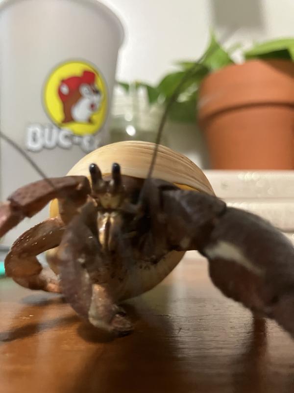 Hermit Crab