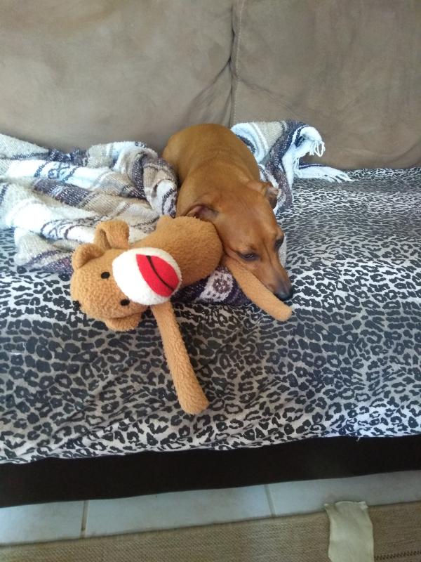 chiweenie plush