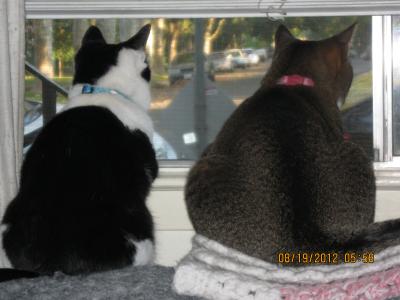 purina cat chow petsmart