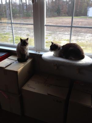 pet jouet windowsill cat bed